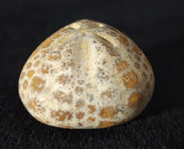 Cyclaster pfenderae (LAMBERT 1936) - Bild &copy; FossNet FossilienStore